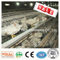 Poultry Farm Broiler Poulet Cage Viande Cage de poulet